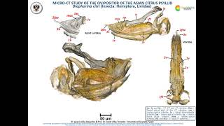 Detailed microCT study of the Asian Citrus Psyllid Diaphorina citri ovipositor [upl. by Dixil660]