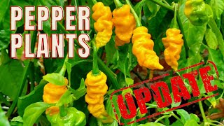 Hot Pepper Growing Season 2024 Pepper Plants UPDATE [upl. by Yeleek]