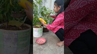 Process of How to Store Brinjal Seeds 🍆🍆 shorts garden vegetables gardening [upl. by Ardekal]