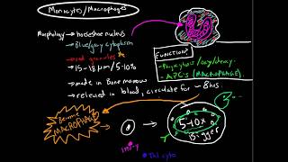 Immunology  Monocytes and Macrophages [upl. by Elik]