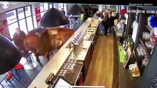 Horse runs into French sports bar sends patrons running [upl. by Meluhs866]