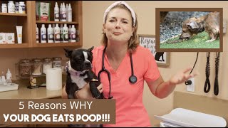 Why Do Dogs Eat Poop  Veterinarian explains why [upl. by Coit646]