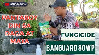 FUNGICIDE NA PANTABOY PA SA MAYA AT DAGA  Banguard Fungicide 80WP  Tetramethyl Thiuram Desulfide [upl. by Belle]