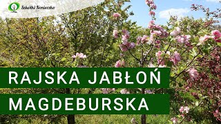 Jabłoń Magdeburska  Idealna Jabłoń Rajska do Ogrodu  Kwitnąca o Owocach Jadalnych [upl. by Atram724]