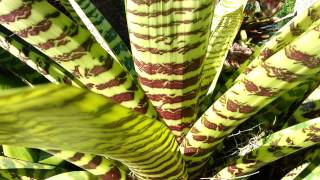 Bromeliad  Vriesea Hieroglyphica  Top 10 Bromeliads HD 06 [upl. by Montanez]