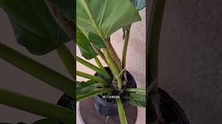 Philodendron melinonii philodendron philodendronmelinonii aroid [upl. by Aicinat]