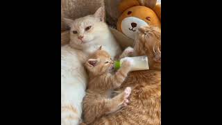 The kitten is drinking milk from a bottle without mothers milk  kittens milk fight [upl. by Edithe281]