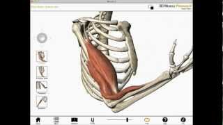 Elbow flexion shoulder flexion and forearm supination Biceps brachii muscle actions [upl. by Amoeji27]