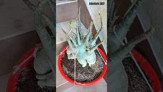 Adenium Arabicum Plant bonsai adeniumdesertrose plants adenium shorts viral bonsaitree [upl. by Bean]