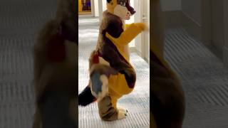 Not even 30 seconds into putting my friend in fursuit…  fursuit furry MFF [upl. by Hurley813]