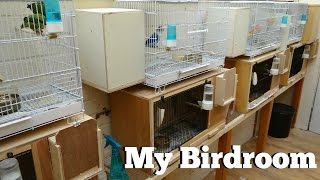 Cage amp Aviary Birds  Birdroom [upl. by Eseneg]