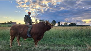 Zaklinacz byków z Rogóża cz2  drobne wypadki Pana Romana Bull whisperer part 2 [upl. by Ryann]