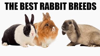 Top 10 Most Affectionate Rabbit Breeds [upl. by Oicaroh]