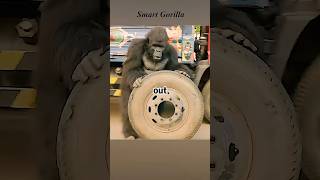 This gorilla was originally just a passenger comedy futurelink [upl. by Tica]