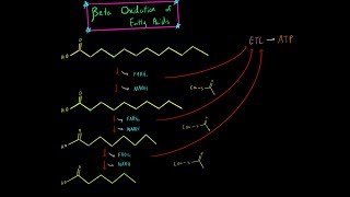 Beta Oxidation and Fatty Acid Oxidation EVERYTHING YOU NEED TO KNOW BIOCHEMISTRY MCAT [upl. by Eirellav]