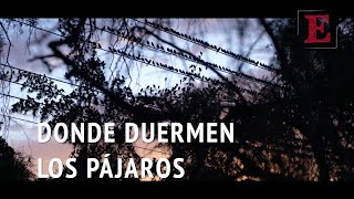 DONDE DUERMEN LOS PÁJAROS de Alejandro Alatorre 🐦 [upl. by Annayat482]