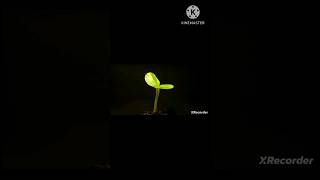 How plants grow   Life cycle of plants  Growth of plants in animation [upl. by Sirron56]