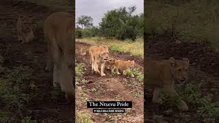 Ntsevu Lionesses with Cubs  lion shorts krugernationalpark animals photography wildlife [upl. by Ttebroc]