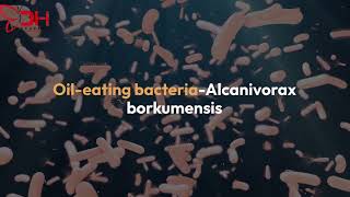 Alcanivorax The OilEating Bacteria That Could Save Our Seas [upl. by Ettenay]