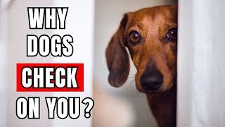 Why Does Your Dog Keep Checking In on You [upl. by Margie]