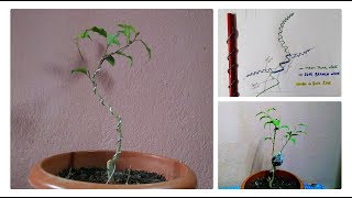 How To Make Ficus Bonsai  Bonsai Wiring And Shapes Basic  Ficus Air Layering Update [upl. by Rist]