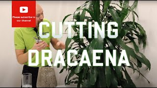 Cutting from a Dracaena [upl. by Burtis755]