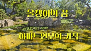 올챙이의 꿈아파트연못의 기적세종시주말지기Tadpoles are cute [upl. by Ydeh]