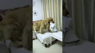 P2 The warmth that a dog gives you is a silent love dog pets food shorts [upl. by Jerold]