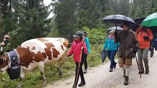 Posthotel Almabtrieb Falkenmoosalm  Achenkirch am Achensee 2017 [upl. by Nicram]