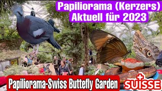 Papiliorama kerzers  Aktuell für 2023Swiss Butterfly GardenSwissNguyenCH [upl. by Rori36]