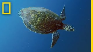 Sea Turtles 101  National Geographic [upl. by Iago932]