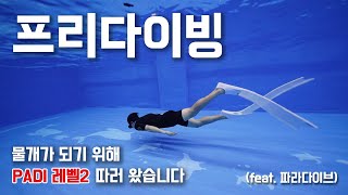 SUB 새로운 취미를 시작했어요 프리다이빙 레벨2 자격증 따기 [upl. by Eidnar962]