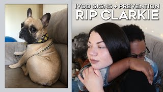 IVDD Signs amp Prevention  RIP Our Frenchie Clarkie 20172020 [upl. by Kaleena201]