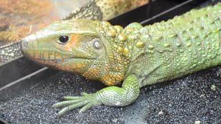 2015 Daytona Reptile Show National Reptile Breeders Expo Montage  Citrus Reptiles [upl. by Ahtamat559]