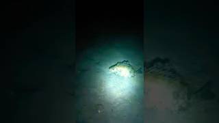 catching rabbitfish nightspearfishing [upl. by Adneral6]