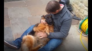 German Shepherd Cries Out In Happiness After Months Apart From Owner [upl. by Eatnuahs478]