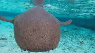 aventura extrema snorkel con tiburones san Andrés isla [upl. by Nylla]