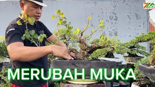 PART 3 AKTIFITAS PAGI PRUNING WARU [upl. by Berg]