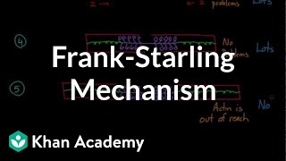 FrankStarling mechanism  Circulatory system physiology  NCLEXRN  Khan Academy [upl. by Otsedom123]