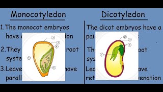 Monocotyledon vs Dicotyledon Fast differences and comparison [upl. by Witty910]