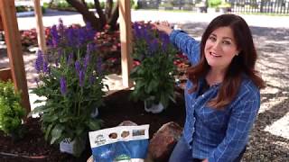 Enjoying Perennial Salvia Plants in your Garden [upl. by Rowell232]