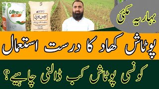 How to use Potash Fertilizer in spring maize  Bilal Kanju Official [upl. by Renado]