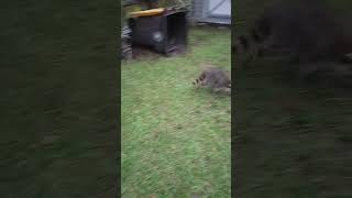 RACOONS in my Yard racoons racoonwildanimalswildanimal [upl. by Sirenay184]