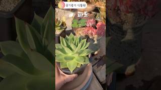 파도씨 너무도 다른 성장세 얼굴다육식물다육succulentplants에케베리아분양 자구파도최유리바다2024년 11월 22일 [upl. by Gunthar796]