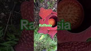 Rafflesia  Biggest Plant in the World [upl. by Rush903]