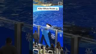 Kyuquot the killer whale interacts with two lucky SeaWorld Guests 🐳 seaworld seaworldtx [upl. by Figone980]