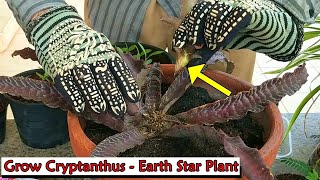 How to Grow Cryptanthus  Earth Star Plant English [upl. by Valerian]