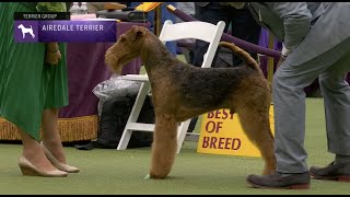 Airedale Terriers  Breed Judging 2023 [upl. by Alleirbag583]