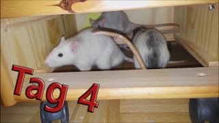 Ratten Vergesellschaftung Tag 4 Zeus Poseidon Ares [upl. by Oirasec]