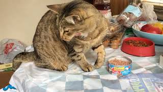 Tabster Kitty Eating Until Rodan Dog Interrupts Him [upl. by Janyte]